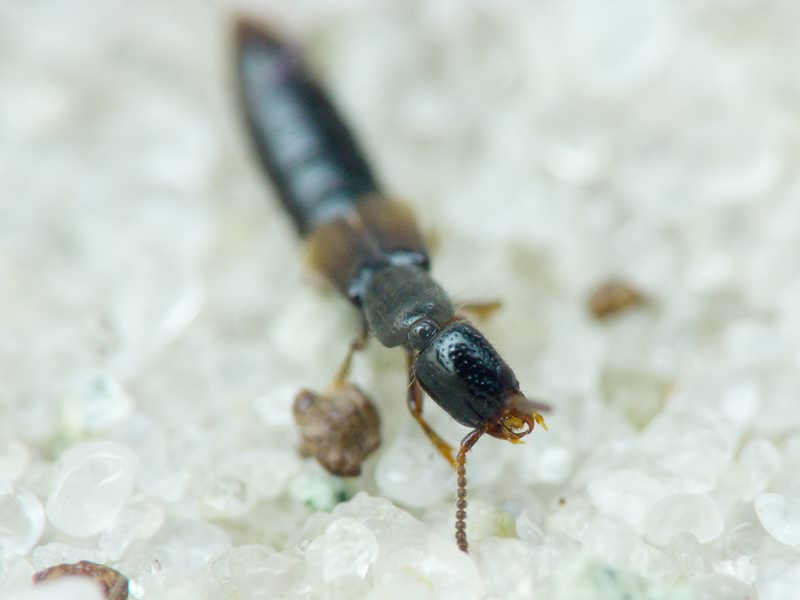 Leptacinus